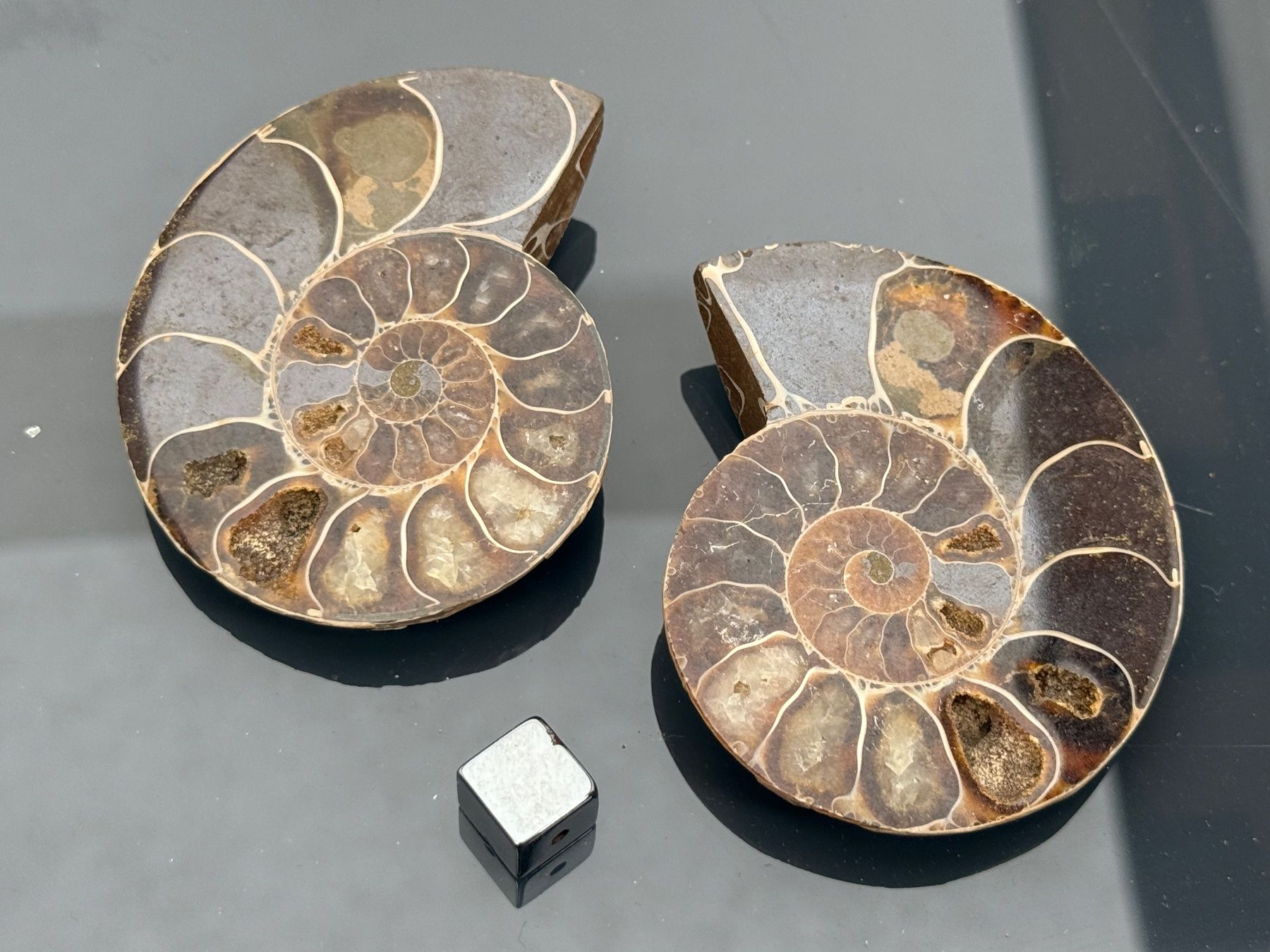 Fossili: Fossil Ammonite halved and polished – Usato da Vésenaz venduto da RMShop