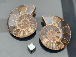 Fossil Ammonite halved and polished