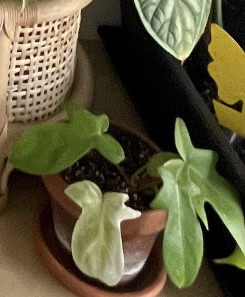 Piante & sementi: Philodendron Florida Ghost – Usato da Reinach BL venduto da isa_cgz8 3