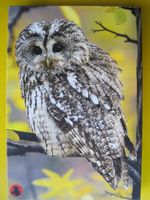 PUZZLE " WALDKAUZ " ( 1000 Teile )