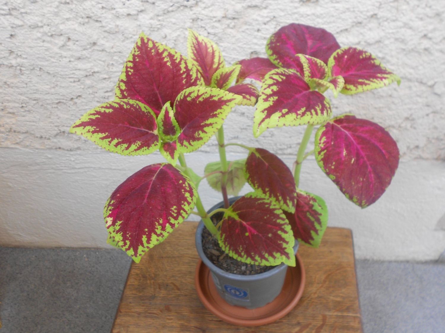 Pflanzen & Samen: Buntnessel (Plectranthus scutellarioides) – Neu (gemäss Beschreibung) aus Zollikofen von Flavabana 2