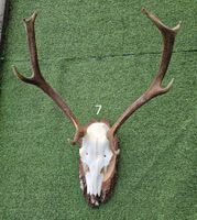 HIRSCH TROPHÄEN GERADE 8 SEHR SCHÖN GROS