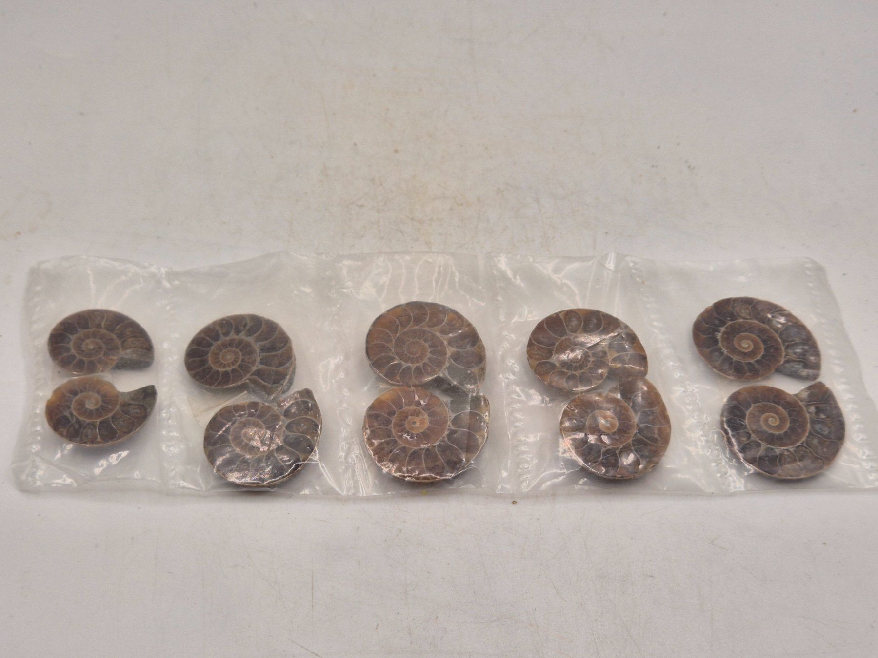 Fossili: 5 x Ammonit Paar – Nuovo e nell'imballaggio originale da Winterthur venduto da LukasMineralienOase