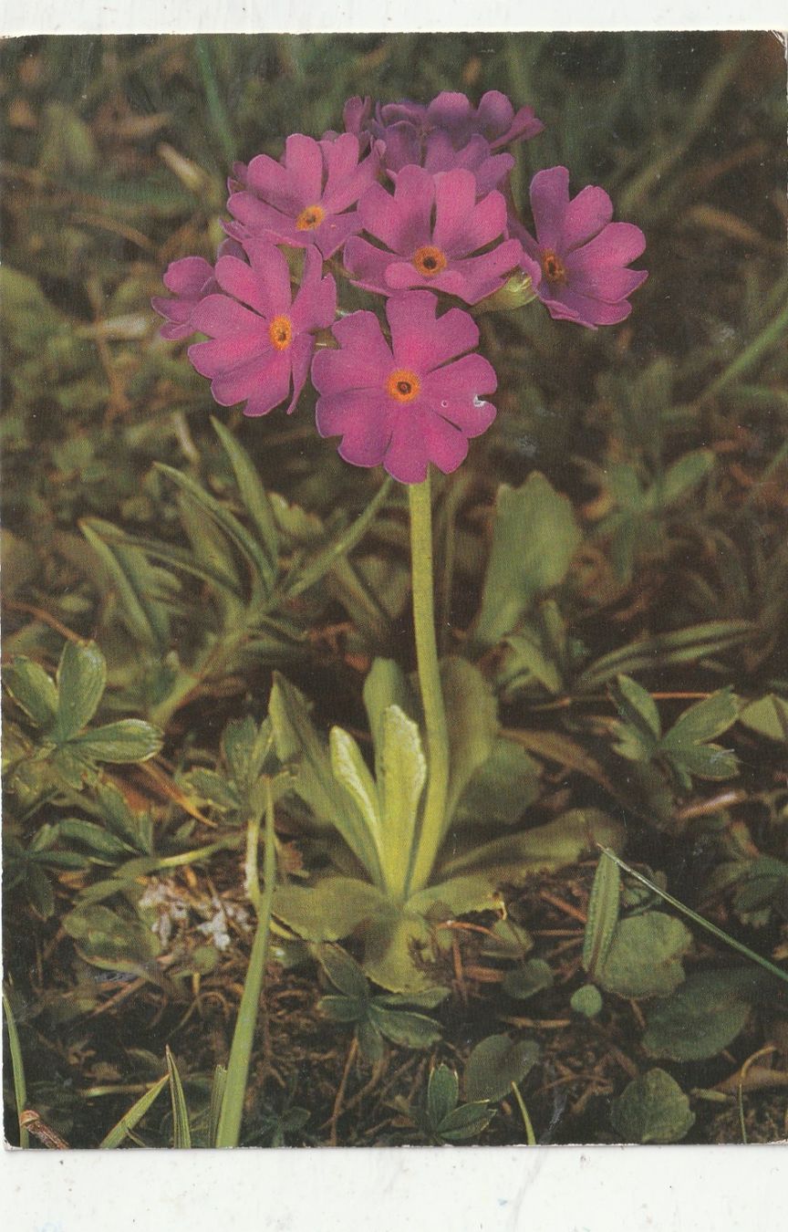 Cartoline postali: 10 Schöne Blumenkarten – Usato da Lumbrein venduto da made02 5