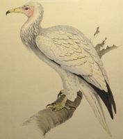 Zeichnung Schmutzgeier (Neophron percnopterus)