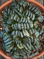 Haworthia Truncata - Sukkulente mit geometrischer Form