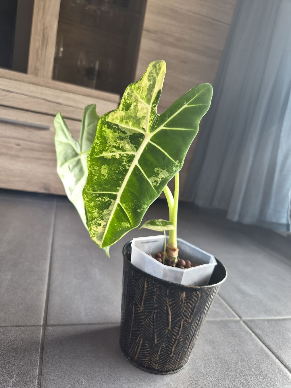 Piante & sementi: Grosse Alocasia Frydek Variegata – Nuovo e nell'imballaggio originale da Aarburg venduto da lau_jtf8 1