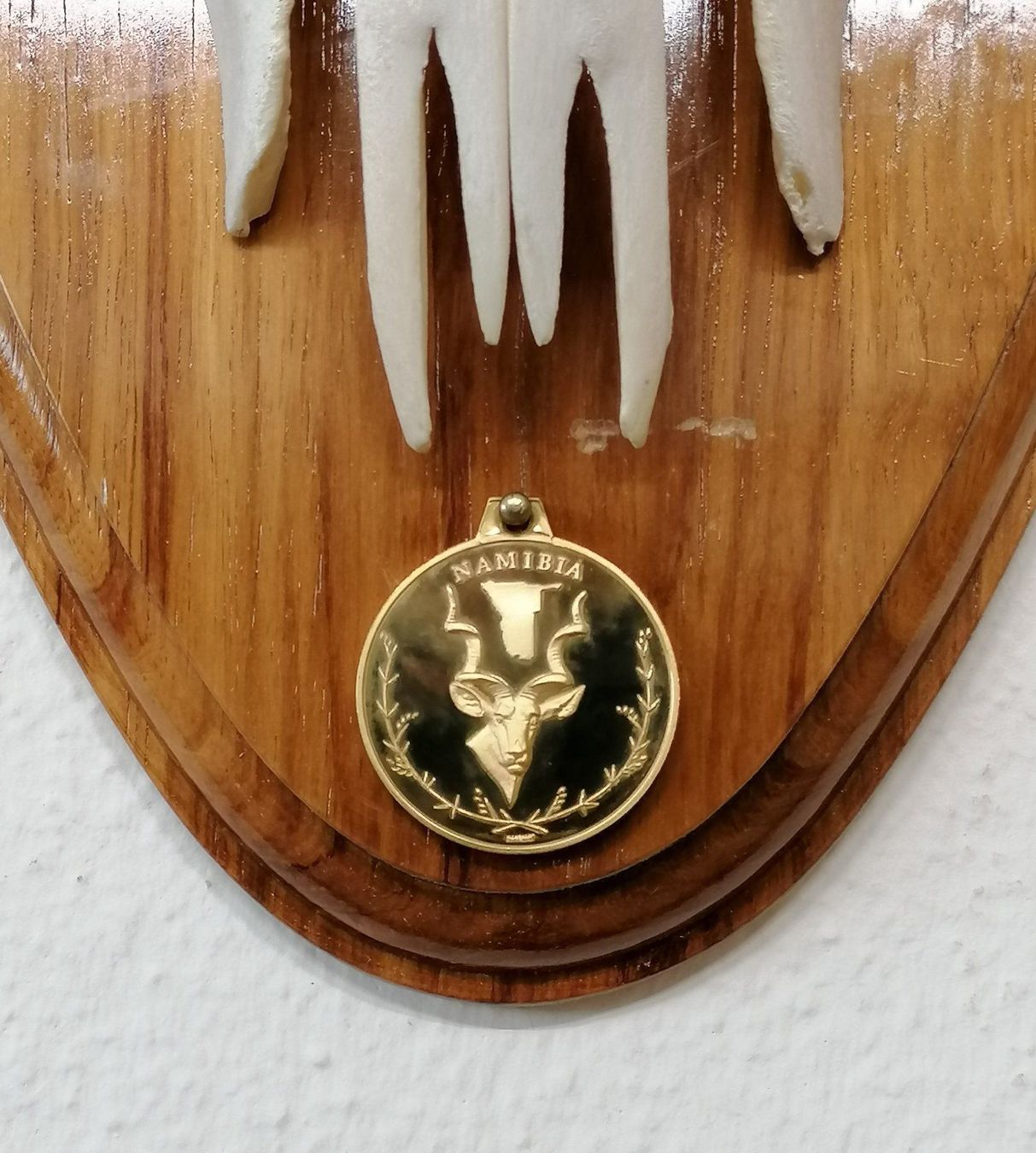 Altre raccolte & rarità: Elan Elanantilope Eland Geweih Trophäe – Usato da Reinach BL venduto da fliegenrolli 7