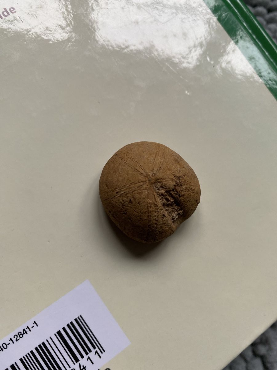 Fossili: Seeigel-Fossil – Usato da Liestal venduto da Stephanoceras1 1