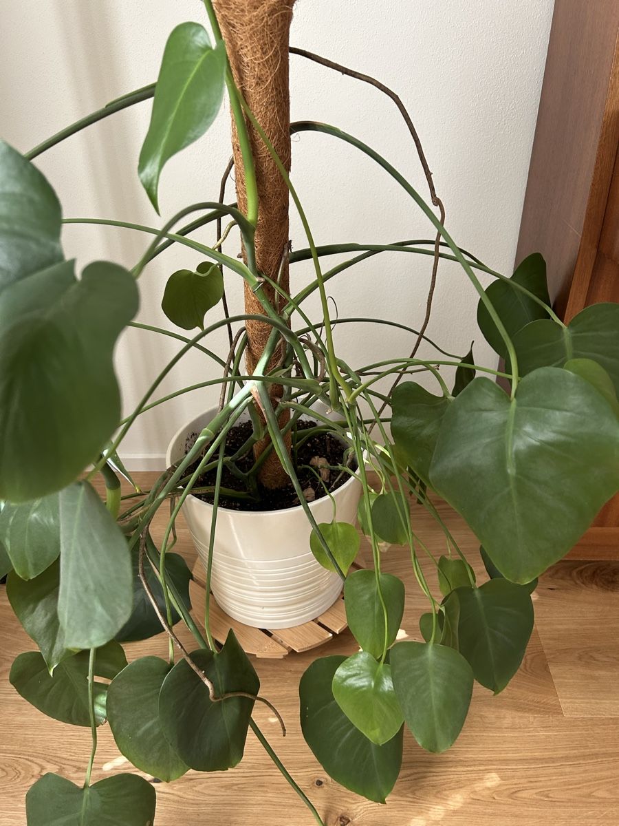 Pflanzen & Samen: Monstera Deliciosa Zimmerpflanze – Gebraucht aus Happerswil von luburkard