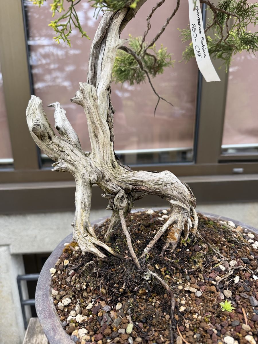 Piante & sementi: Juniperus Sabina /Sabina-Wacholder – Nuovo (secondo la descrizione) da Suhr venduto da BonsaiGutzi 1