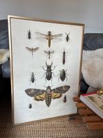 Insekten-Poster + Vintage Rahmen aus Holz und Glas