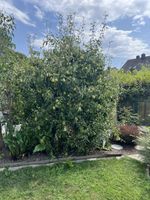 Williamsbirnenbaum