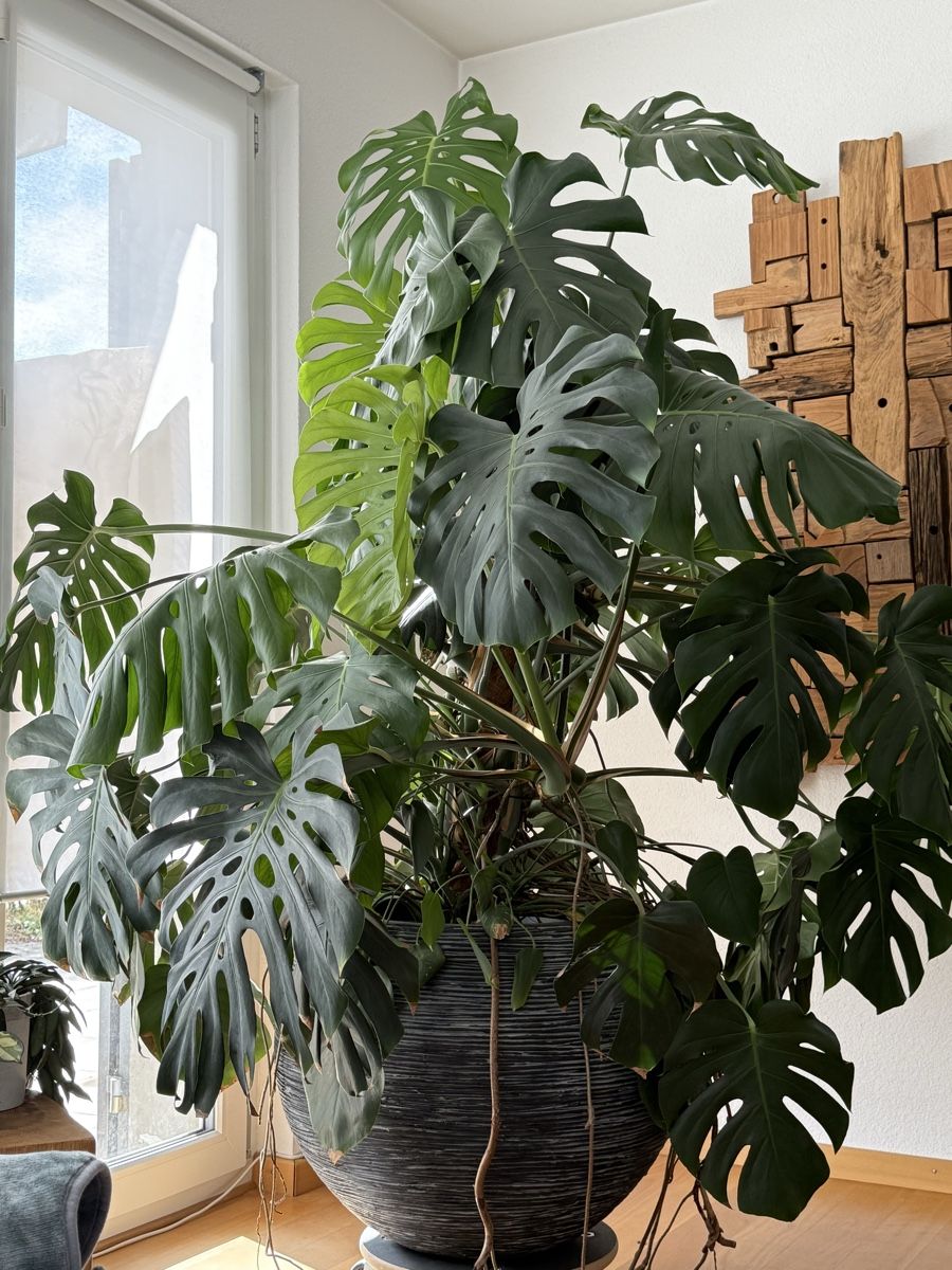 Plantes & graines: Monstera – D'occasion à Gossau SG par Oszi205 2