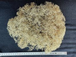 Lichen sec d'Islande