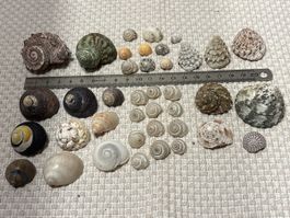 Muschel Sammlung