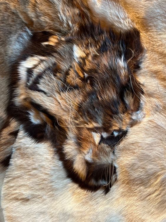 Sehr schöner Fell Bettüberwurf mit Tigern und Löwen 10