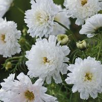 30 Samen Schmuckkörbchen DOUBLE WHITE