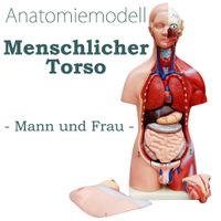 Anatomie Körper mit Organe 45 cm