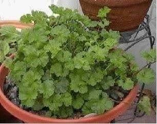 Piante & sementi: Pelargonium ODEUR DE COCO 15g – Nuovo (secondo la descrizione) da Bremblens venduto da FIBONACCI369