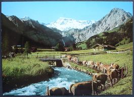 ADELBODEN Alpaufzug - Engligbach mit Wildstrubel - Kühe