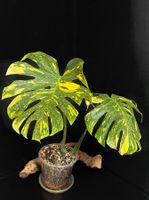 ⚡️SUPER SALE! MONSTERA ELECTROLYTE XL WITH NEW GROWTH! ⚡️