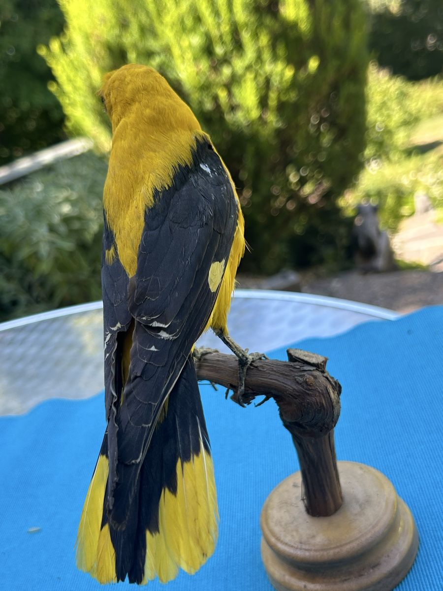 Monde des animaux: Vogel Präparat namens Pirol – D'occasion à Langnau am Albis par Nechi 1