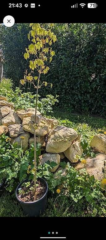 Piante & sementi: Spitzahorn – Nuovo (secondo la descrizione) da Rombach venduto da Pinehas 2