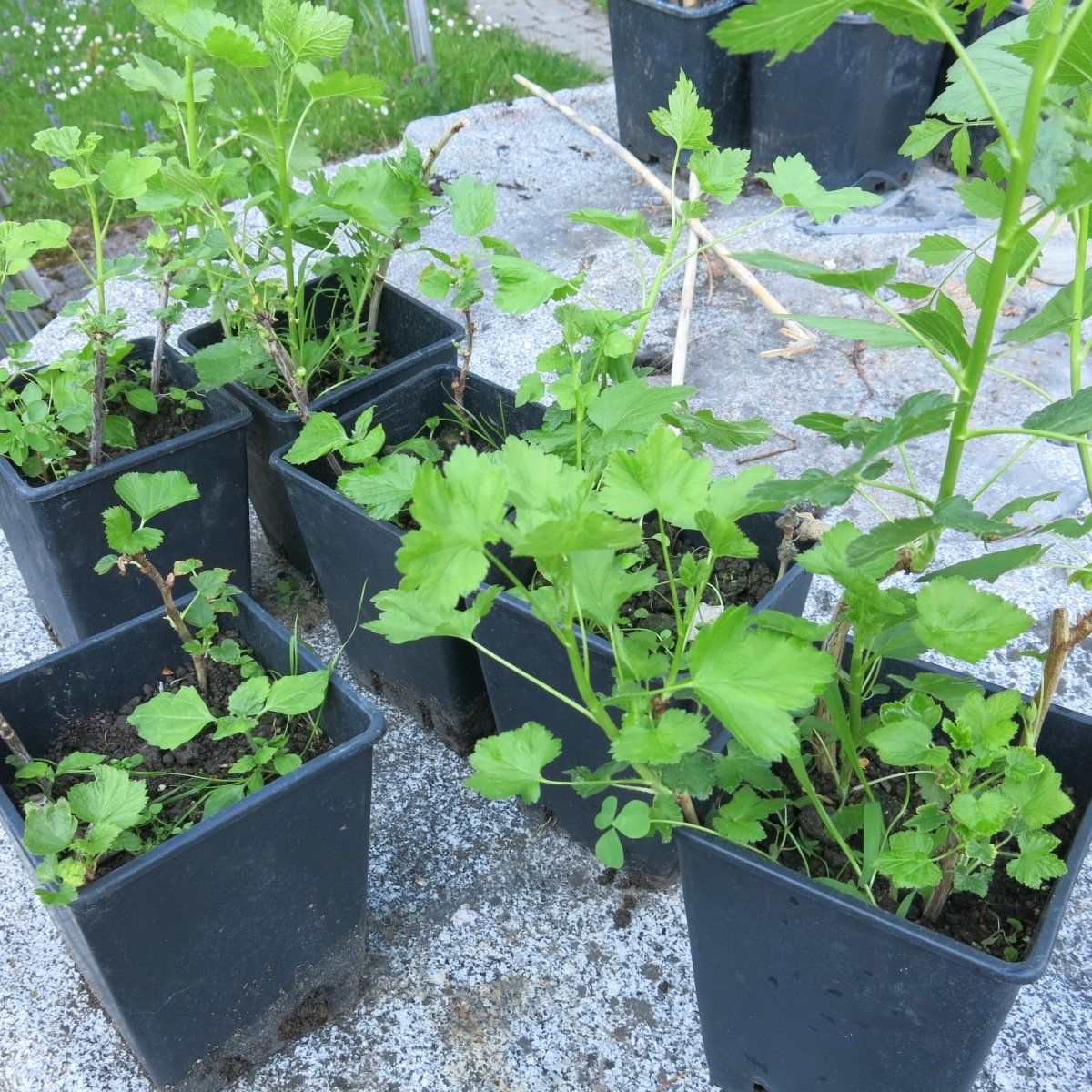 Piante & sementi: Himbeerstock – Usato da Netstal venduto da briganzia