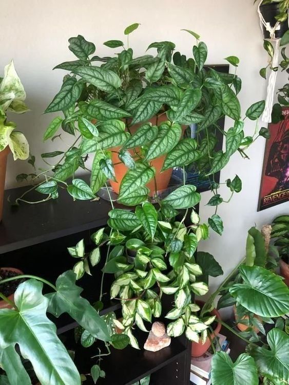 Piante & sementi: Monstera Siltepecana, bewurzelter Steckling – Usato da Winterthur venduto da Aniger 4