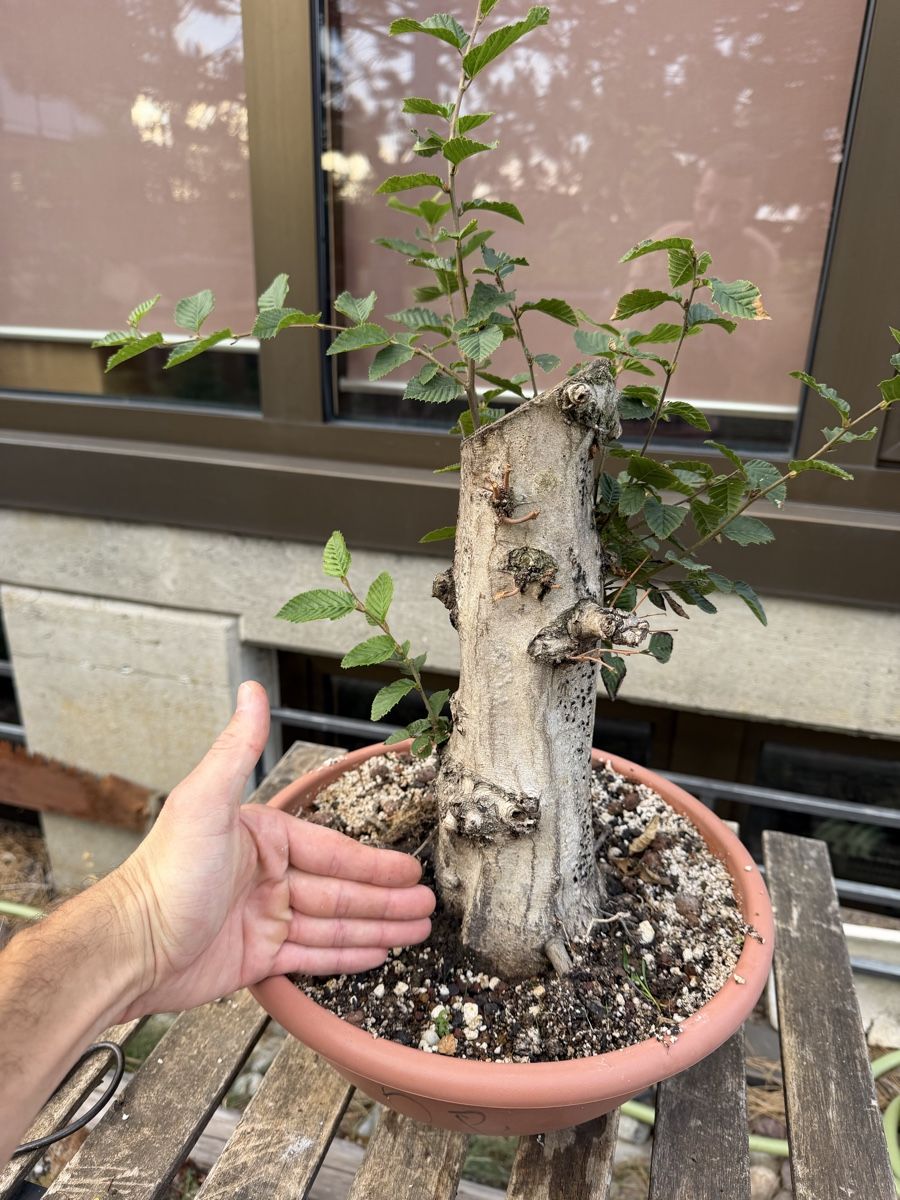 Piante & sementi: Hainbuchen Rohling Bonsai – Usato da Suhr venduto da BonsaiGutzi