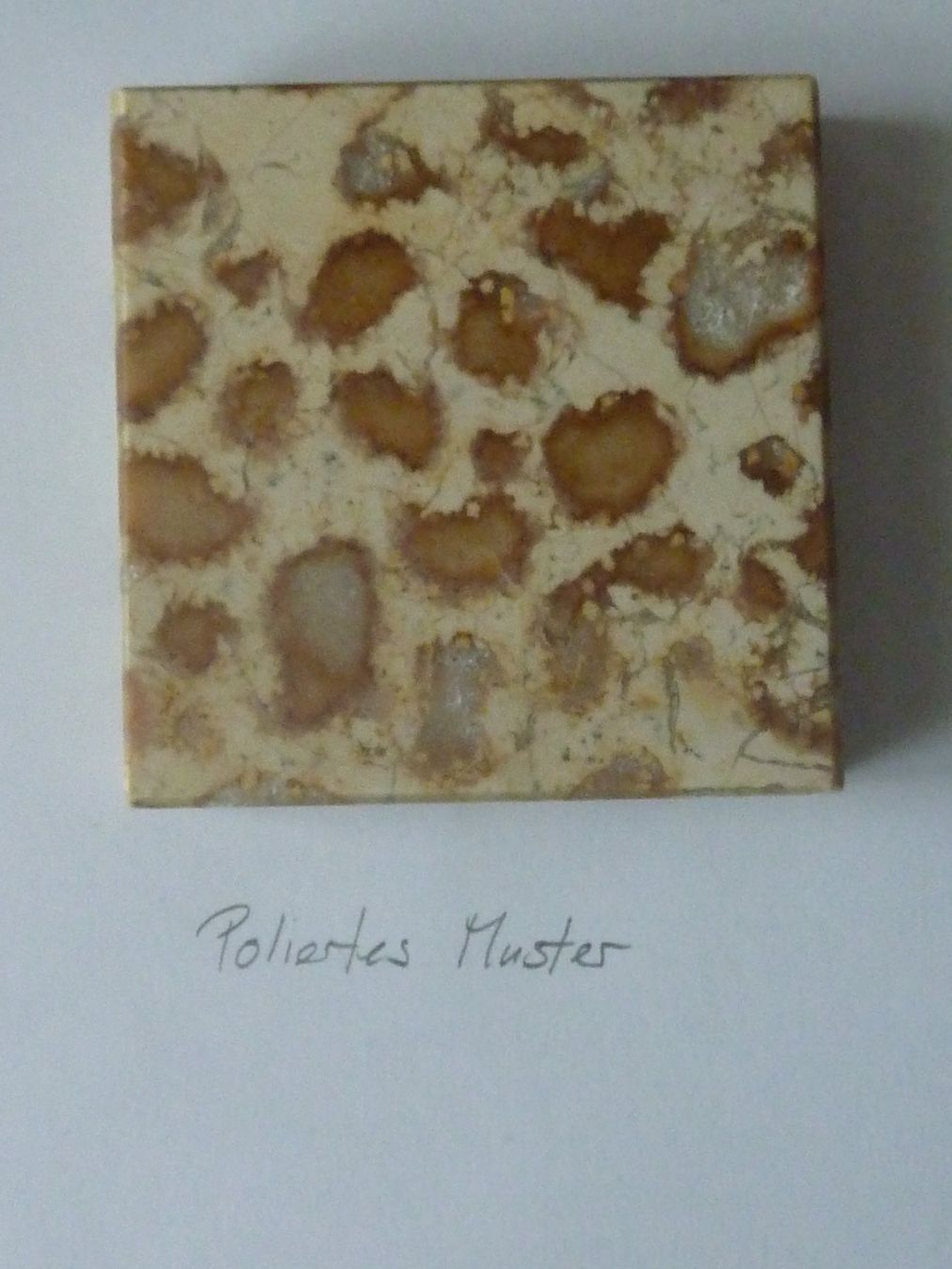 Fossili: Grosse, versteinerte Koralle, Rohstein – Nuovo (secondo la descrizione) da Triengen venduto da Nussbaum14 9