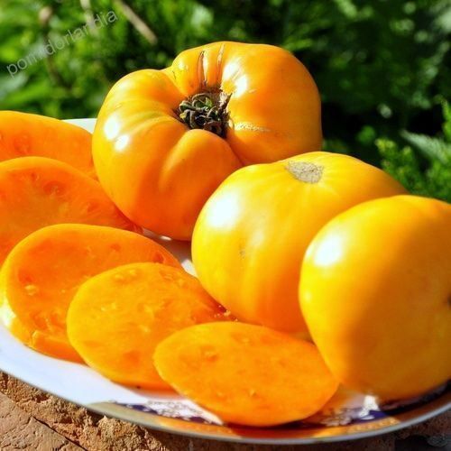 Piante & sementi: 30 Samen AMANA ORANGE Tomate – Nuovo (secondo la descrizione) da Ehrendingen venduto da VerveinaSamen 3