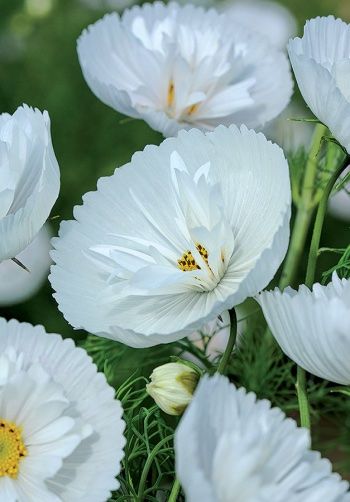 Pflanzen & Samen: 30 Samen Cosmea CUPCAKES WHITE  Schmuckkörbchen – Neu (gemäss Beschreibung) aus Ehrendingen von VerveinaSamen