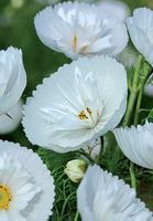 30 Samen Cosmea CUPCAKES WHITE  Schmuckkörbchen