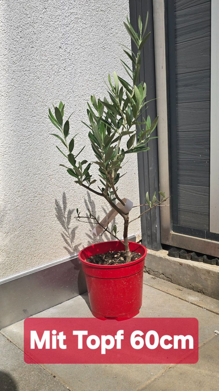 Plantes & graines: Junges Olivenbäumchen – D'occasion à Aarburg par popkorn65