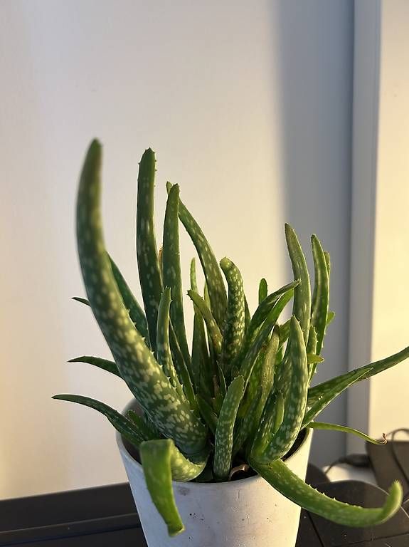 Pflanzen & Samen: Echte Aloe Vera  – Neu und originalverpackt aus Frauenfeld von Irene.Schuppli 3