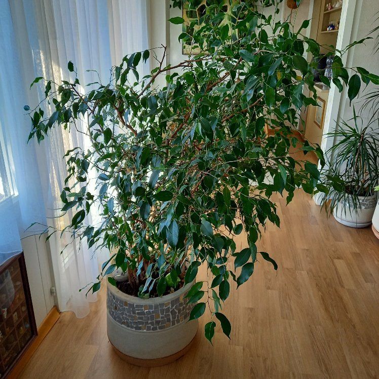 Ficus Benjamin Pflanze Kaufen auf Ricardo