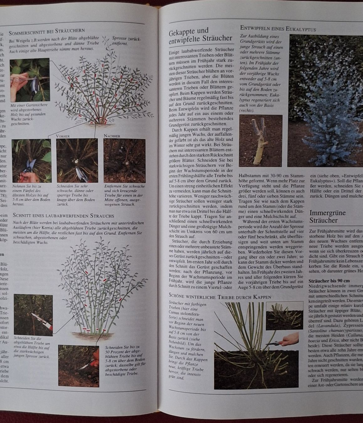 Libri: Buch Garten Enzyklopädie Dumont1994 – Usato da Oberriet SG venduto da Atir47 7