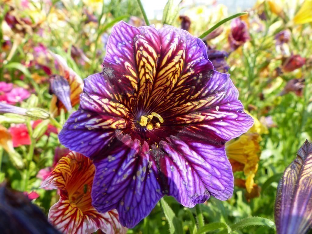 Piante & sementi: Salpiglossis sinuata  FLEUR RARE  20g – Nuovo (secondo la descrizione) da Bremblens venduto da FIBONACCI369 2