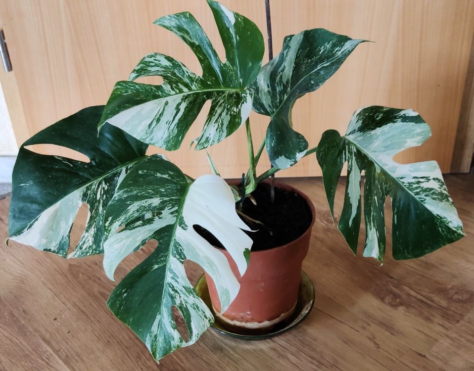 Monstera deliciosa Variegata Pflanze gratis Lieferung Zürich Kaufen