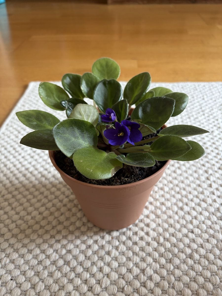 Plantes & graines: Usambaraveilchen – D'occasion à Zürich par zucchetti13