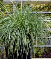 5 bündel dekoratives, grünes Landschaftsgras "LUZULA NIVEA"