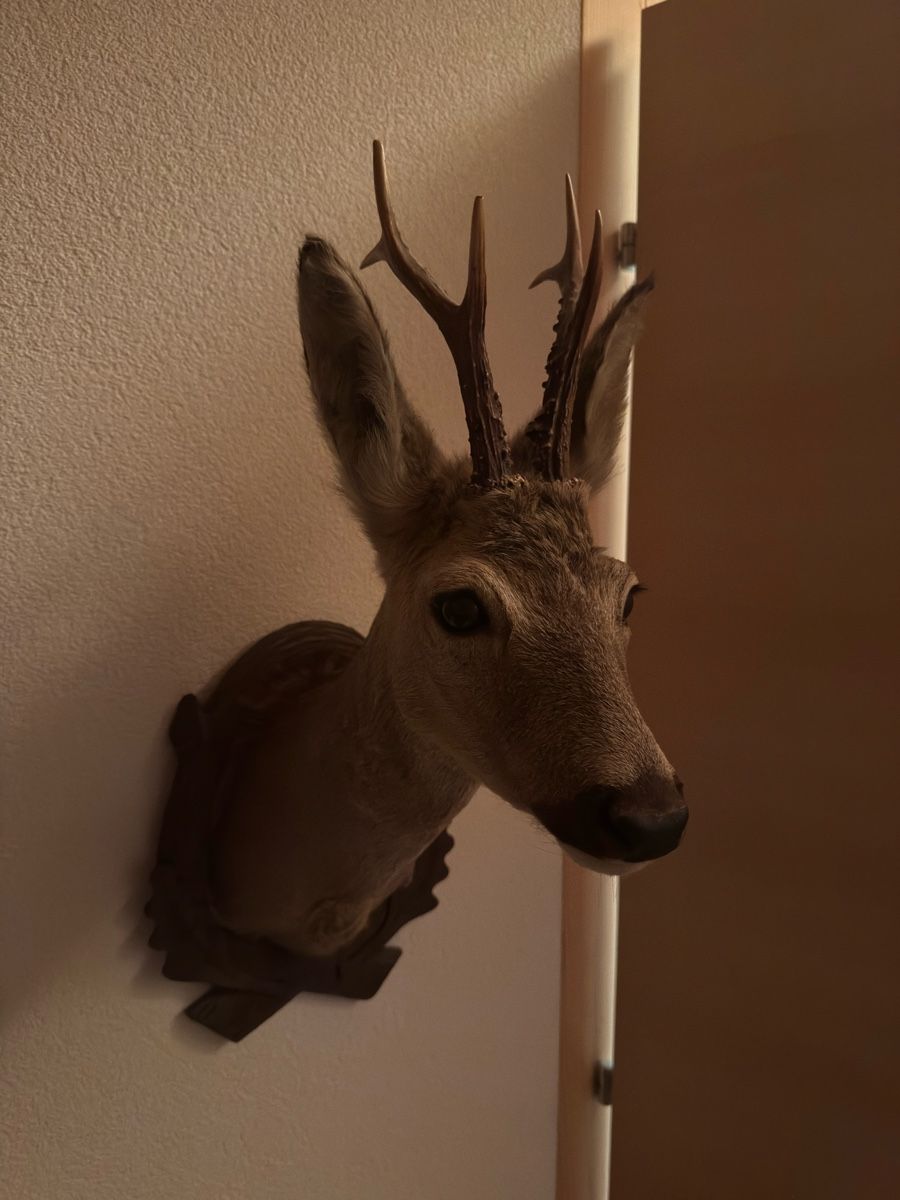 Il mondo degli animali: Chevreuils et chamois naturalisés – Usato da Versegères venduto da yan_d6g2 2