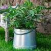 2x Figuier nain autofertile  'Little Miss Figgy'  -15