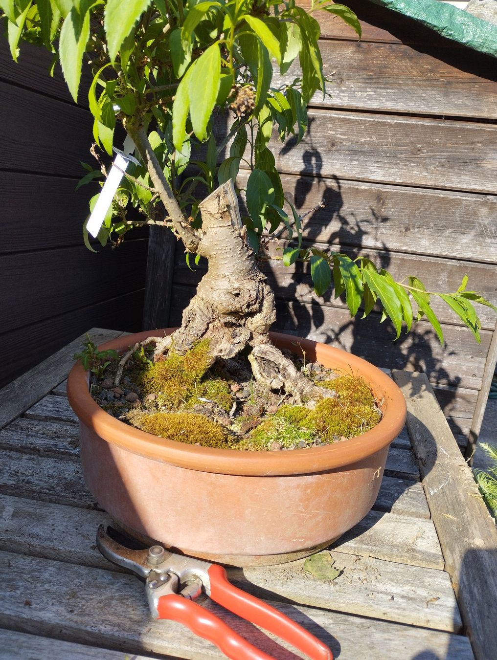 Piante & sementi: Bonsai Rohling Forsythie #2 – Usato da Oberwil BL venduto da suaku 1
