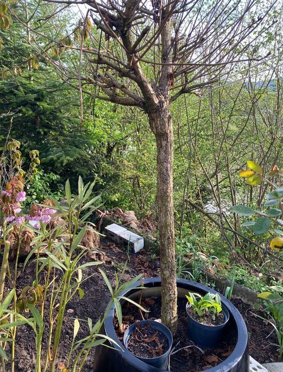 Pflanzen & Samen: Trompetenbaum Pflanzen Blumen Gartenbäume Baum – Gebraucht aus Dottikon von 6571 7