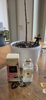 Parfum Jo Malone Peony & Blush Suede 100 ml