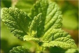 MENTHE MELISSE CITRONNELLE 50g