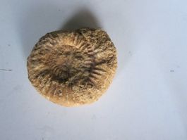 Ammonite